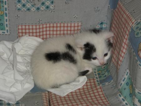 Domino
