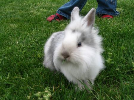 comette ma lapine