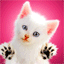 un petit chaton tou mignon