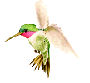 Le colibri