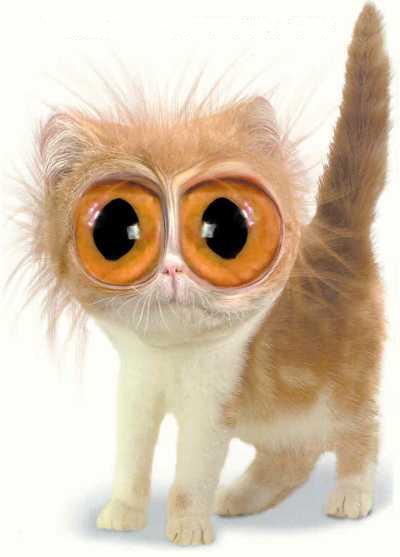 le chat
